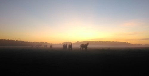 Rāma pastaiga zirga mugurā Pierīgā vienam