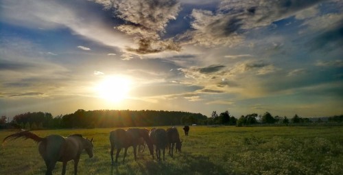 Rāma pastaiga zirga mugurā Pierīgā vienam