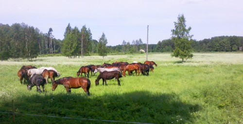 Rāma pastaiga zirga mugurā Pierīgā vienam