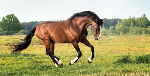 Rāma pastaiga zirga mugurā Pierīgā vienam