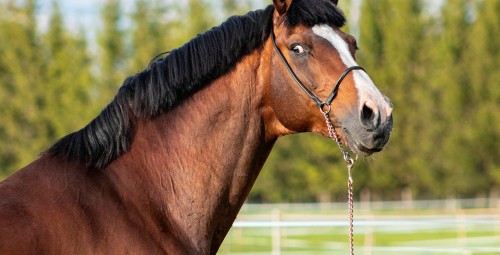 Rāma pastaiga zirga mugurā Pierīgā vienam