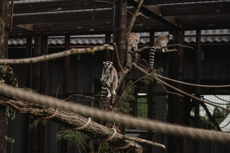 "SIGULDA ZOO" + tikšanās ar lemuriem pieaugušajam