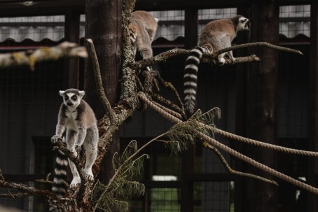 "SIGULDA ZOO" + tikšanās ar lemuriem pieaugušajam