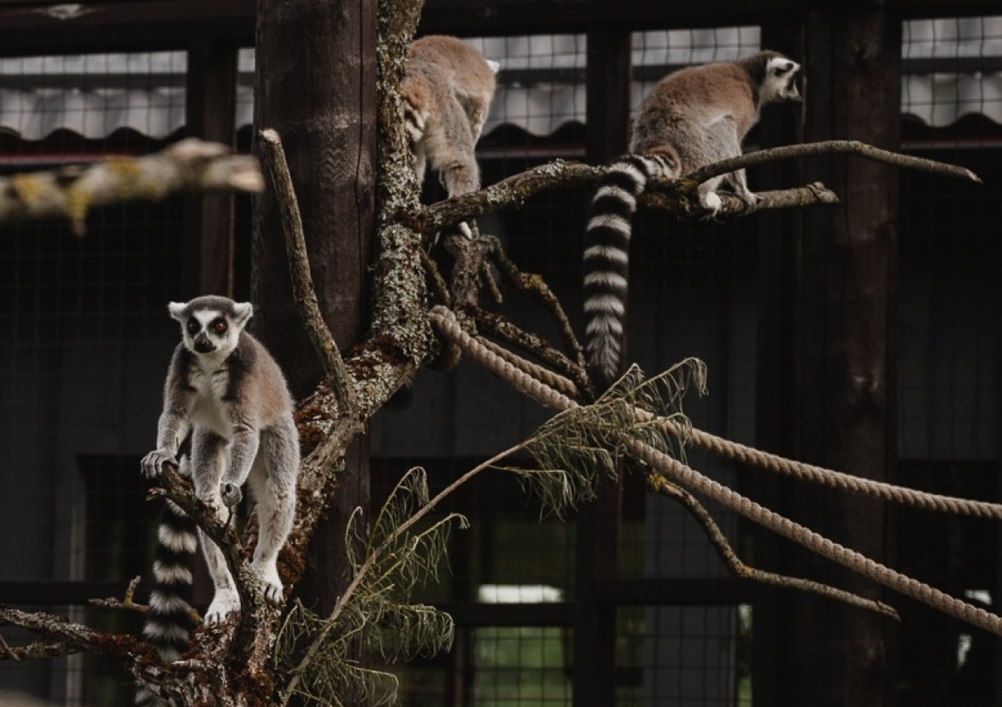 Sigulda ZOO un tikšanās ar lemuriem pieaugušajam