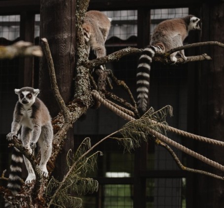 Sigulda ZOO un tikšanās ar lemuriem pieaugušajam