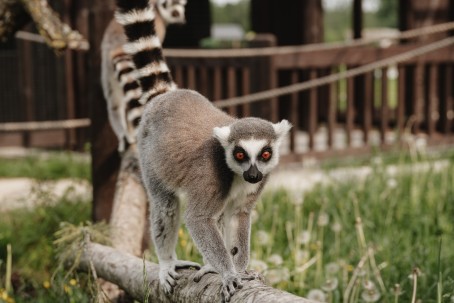 "SIGULDA ZOO" + tikšanās ar lemuriem bērnam