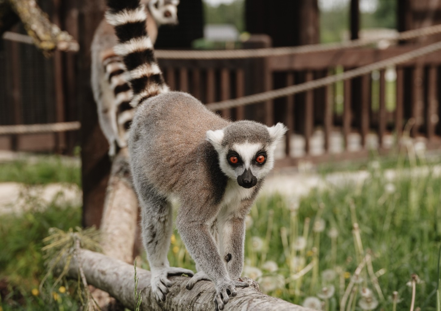 Sigulda ZOO un tikšanās ar lemuriem bērnam (3–17 gadi)