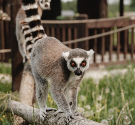 Sigulda ZOO un tikšanās ar lemuriem bērnam (3–17 gadi)