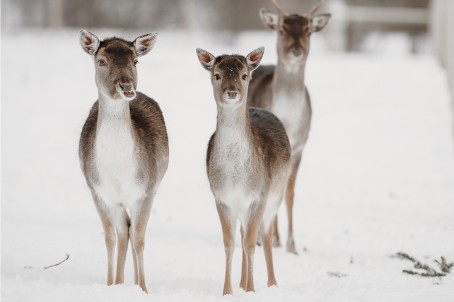 "SIGULDA ZOO" ar dzīvnieku barošanu pieaugušajam