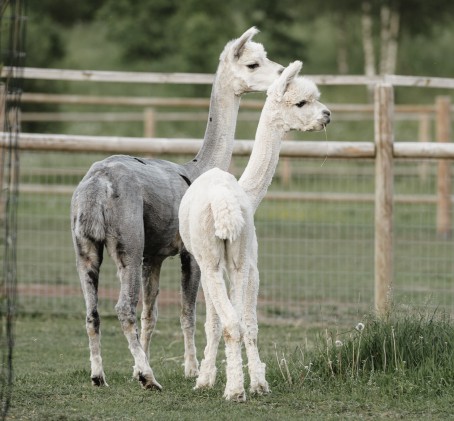 "SIGULDA ZOO" с кормлением животных для ребенка