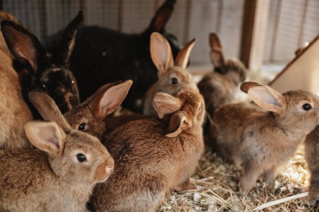 "SIGULDA ZOO" ar dzīvnieku barošanu bērnam