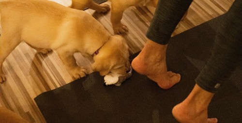 Kucēnu joga FELLINE studijā