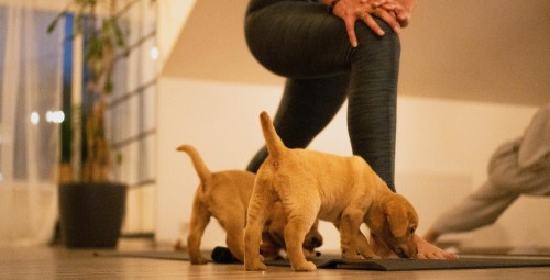 Kucēnu joga FELLINE studijā