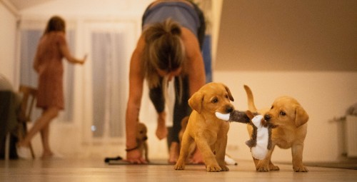 Kucēnu joga FELLINE studijā