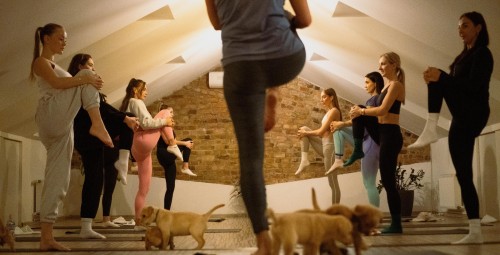 Kucēnu joga FELLINE studijā