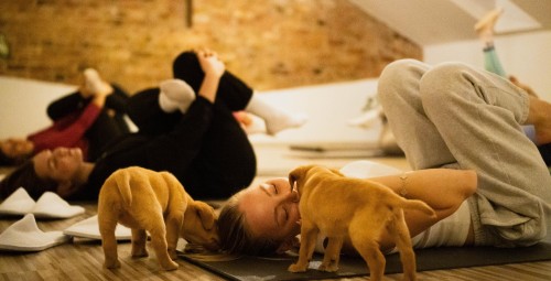 Kucēnu joga FELLINE studijā