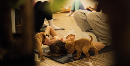 Kucēnu joga FELLINE studijā