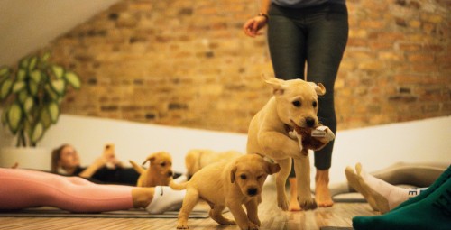 Kucēnu joga FELLINE studijā