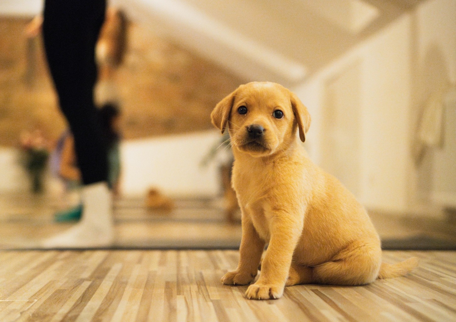 Kucēnu joga FELLINE studijā Rīgā