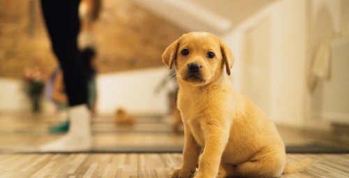 Kucēnu joga FELLINE studijā