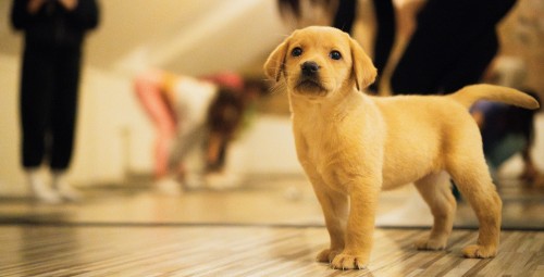 Kucēnu joga FELLINE studijā