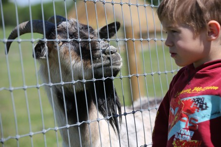 Посещение "SIGULDA ZOO" для семьи