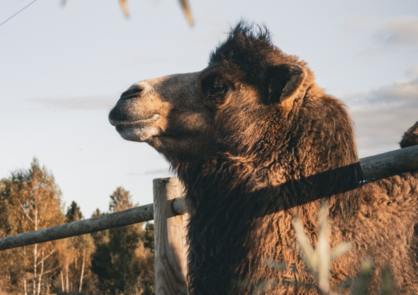 Посещение "SIGULDA ZOO" для семьи