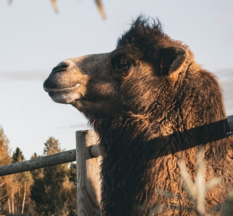 Посещение "SIGULDA ZOO" для семьи