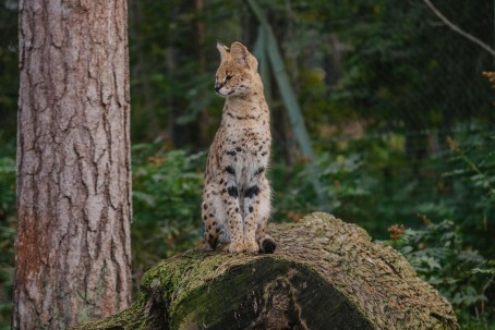 Pārsteidzoša ekskursija  "Rīga ZOO slavenībām pa pēdām" līdz 20 pers. GRUPAI