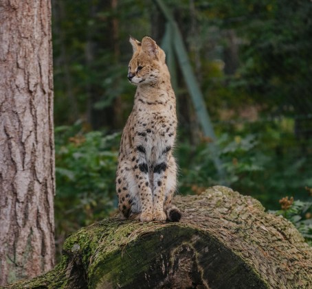 Экскурсия «По следам знаменитостей Rīga ZOO» для ГРУППЫ до 20 чел.