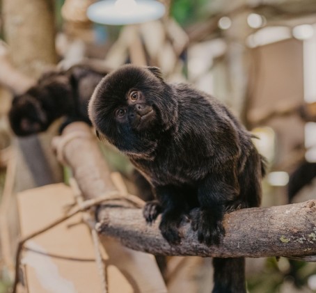 Rīga ZOO abonements BĒRNAM (4-17 g.v.)