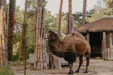 Rīga ZOO abonements BĒRNAM (4-17 g.v.)