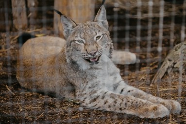 Rīga ZOO abonements BĒRNAM (4-17 g.v.)