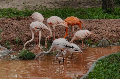 Rīga ZOO abonements BĒRNAM (4-17 g.v.)