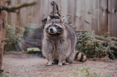 Rīga ZOO abonements BĒRNAM (4-17 g.v.)