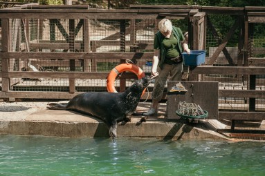 Rīga ZOO abonements BĒRNAM (4-17 g.v.)