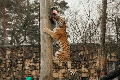 Rīga ZOO abonements PIEAUGUŠAJAM