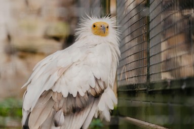 Rīga ZOO abonements PIEAUGUŠAJAM