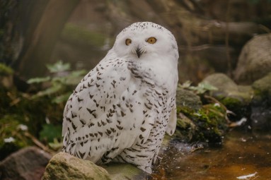 Rīga ZOO abonements PIEAUGUŠAJAM