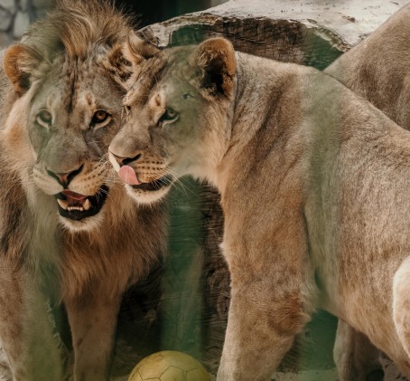 Абонемент в Rīga ZOO ДЛЯ ВЗРОСЛОГО