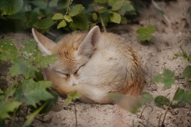Rīga ZOO abonements ĢIMENEI