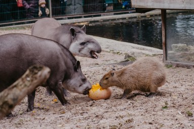 Rīga ZOO abonements ĢIMENEI