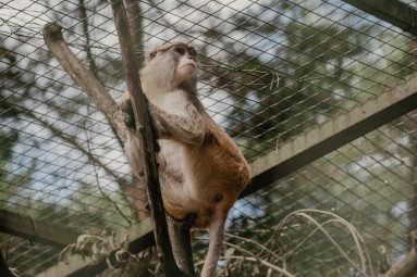 Rīga ZOO abonements ĢIMENEI