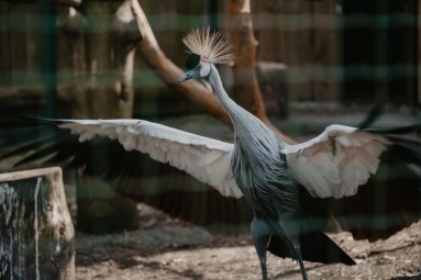 Rīga ZOO abonements ĢIMENEI