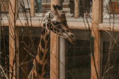 Rīga ZOO abonements ĢIMENEI