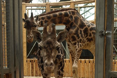 Веселый и познавательный день рождения в Rīga ZOO