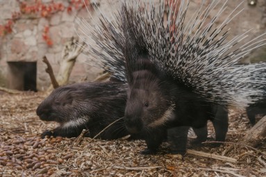 Веселый и познавательный день рождения в Rīga ZOO