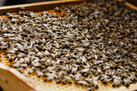 Vīzes Drava: ekskursija un degustācija dravā (līdz 20 pers.)