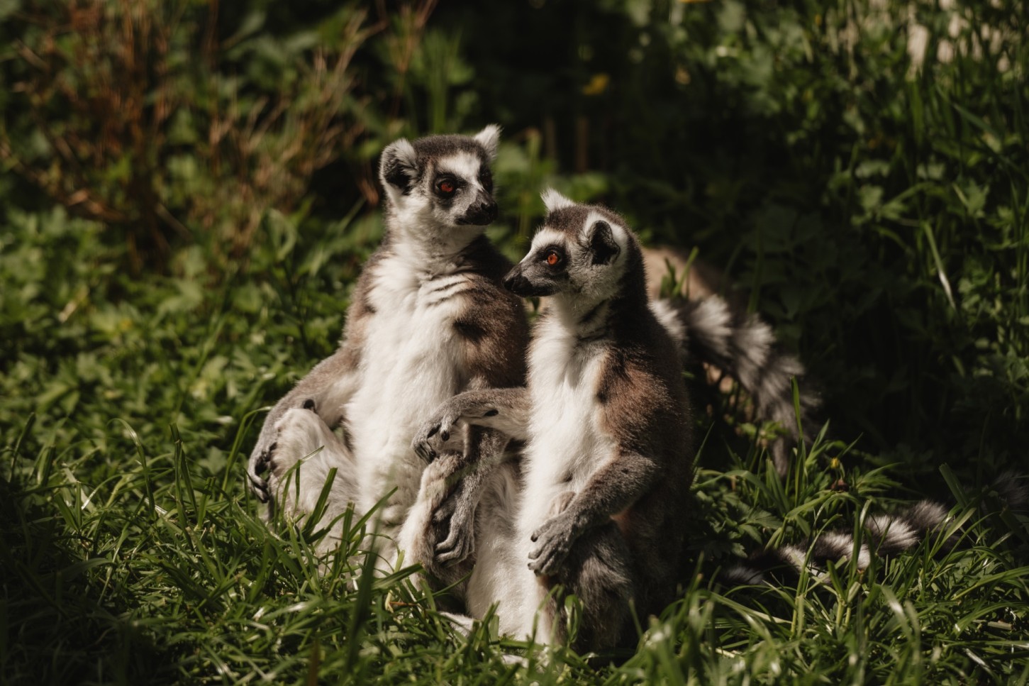 Sigulda ZOO un tikšanās ar lemuriem pieaugušajam