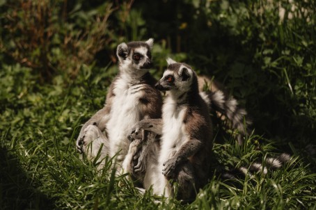 Sigulda ZOO и встреча с лемурами для взрослого